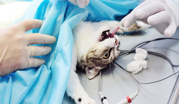 Стоматология для домашних животных | Ветклиника «Кот и пес»