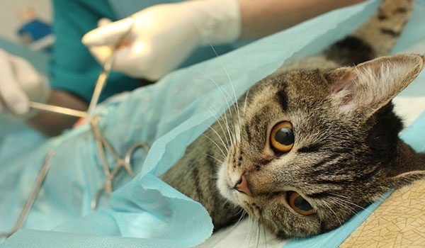 Сколько стоит стерилизация кошек в оренбурге